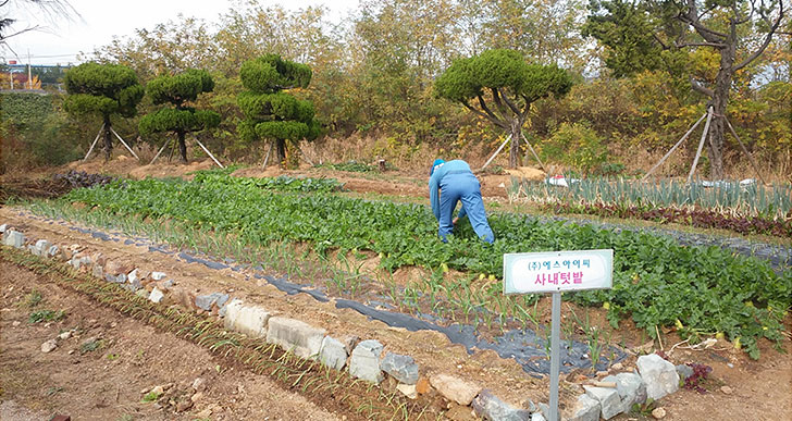Company vegetable garden